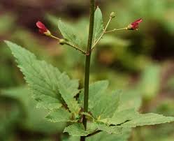 Image result for Scolopia rhamniphylla