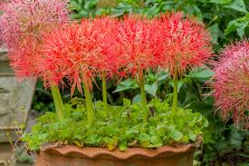 Image result for Scadoxus multiflorus