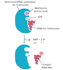 Trnas And Ribosomes Article Translation Khan Academy