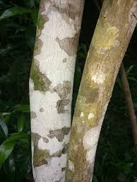 Image result for Bersama swynnertonii