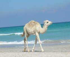 If you have been planning a trip somewhere then this dream is positive. Pin On Tunisia