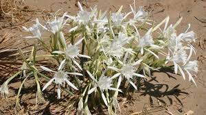 Fiori bianchi profumatissimi su renane: Curiosita Il Giglio Di Mare Una Pianta Da Salvaguardare Info Cilento