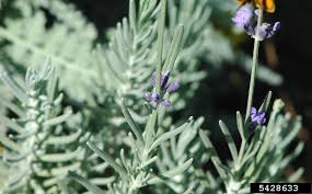 See more ideas about lavender leaves, lavender, herbalism. Lavandula Angustifolia English Lavender Go Botany