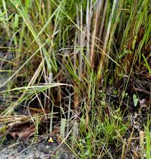 Image result for Xyris schliebenii