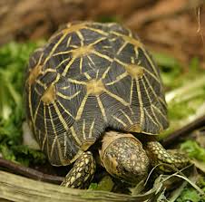 Keeping baby star tortoise is easy so long as you maintain the correct parameters. Geochelone Wikipedia