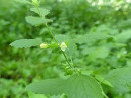 It was found only in two sites in the north of tunisia with a small number of an increasing market demand concerning lavender essential oil is reported. Lemon Balm Pictures Flowers Leaves Identification Melissa Officinalis