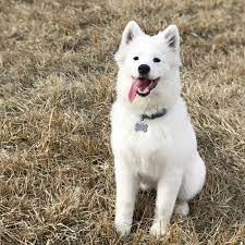 We did not find results for: This Is My Almost 5 Month Old Samoyed And She Seems To Lack That Fluffy Samoyed Coat Was Wondering If Some Samoyeds Just Take Longer To Get Fluffy Either Way I Love