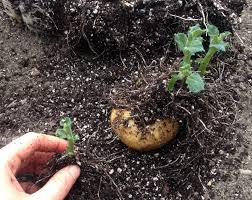 Check spelling or type a new query. Increase Potato Yield Growing Potatoes From True Seed
