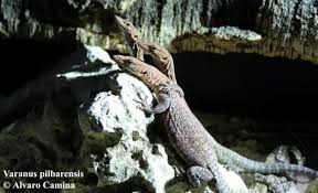 Check spelling or type a new query. Varanus Pilbarensis The Reptile Database