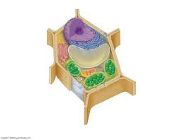 You may do so in any reasonable manner, but not in any. Parts Of A Plant Cell Diagram Quizlet