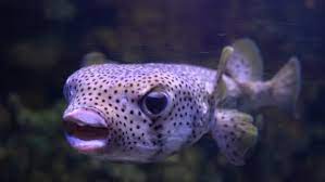 Body grayish tan, with small black spots, but no large dark blotches. Spot Fin Porcupinefish Diodon Hystrix Also Stock Footage Video 100 Royalty Free 1016229655 Shutterstock