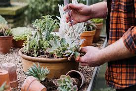 Image result for Caputia