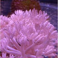 Xenia Pompom