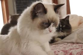 If you intend to use an image you find here for commercial use, please be aware that some photos do require a model or a. Aspen Ragdoll Colors Markings Eyes