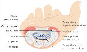 We did not find results for: Wrist Joint Concise Medical Knowledge