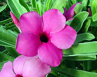 Image result for Adenium swazicum