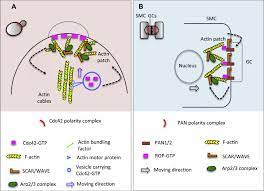 A cell is the basic unit of life in all they also provide support to the plants when they are young.their growth takes place with the. Polarity In Plant Asymmetric Cell Division Division Orientation And Cell Fate Differentiation Sciencedirect