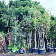 We did not find results for: Real Topiary Tree For Sale In Uk View 29 Bargains