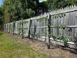Horizontal espalier is the easiest, but fan palmetto, candelabra, or spiral cordon are also popular. Italian Gardening Espaliered Fruit Trees Year 2 Espalier Fruit Trees How To Espalier Fruit Trees Fruit Trees