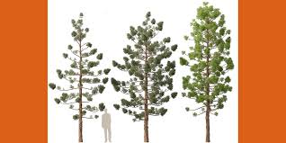 Image result for Araucaria cunninghamii