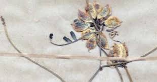 Image result for Lessertia pauciflora