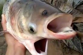 At least, their size isn't directly linked to radiation. Holy Carp This Is One Freaky Fish But It S Not A Radiation Mutant Wtf Earth Touch News