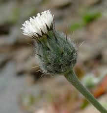 Image result for Micractis