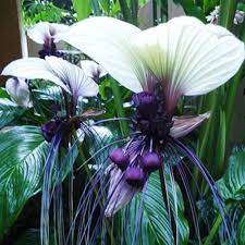 10pcs Funny Rare Black Bat Tacca Chantrieri Whiskers Flower Seeds Garden Plants Weird Plants Bat Flower Bat Plant