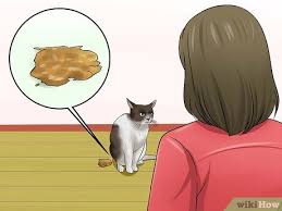 Check spelling or type a new query. How To Diagnose Diarrhea In Cats 11 Steps With Pictures