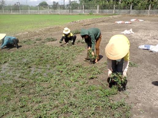 Các cách trồng cỏ lá gừng có thể bạn chưa biết