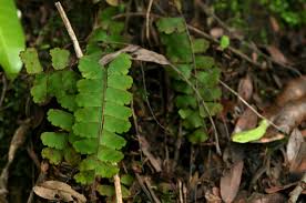 Image result for Adiantum incisum