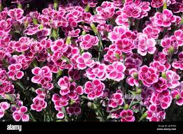 Image result for Dianthus chimanimaniensis