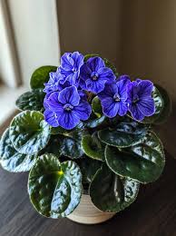 Image result for Telosma africana