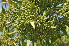 Image result for Pavetta sp. E