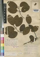 Image result for Pouteria altissima