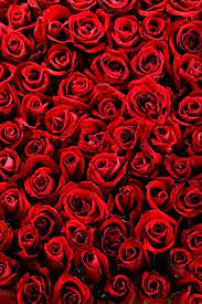 pin on roses are