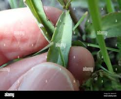 Image result for Cycnium tubulosum