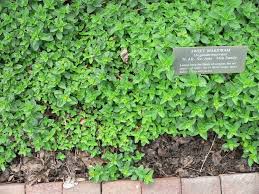 Image result for Origanum majorana