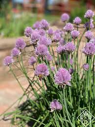 We did not find results for: Vegetable Garden Late April Red Dirt Ramblings