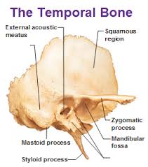 Pin By Maisy On Bones Skull Anatomy Dental Anatomy Human Body Anatomy