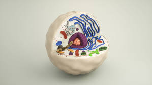 Overall, this product is easy to learn nuclear, line particles, microvilli and lysosome etc. Animal Cell 3d Model Medical Cgtrader