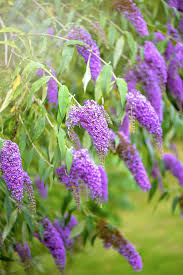 They like reasonable good soil but are very tolerant of clay. 20 Best Low Maintenance Flowers For Your Garden Easy Annuals Perennials And Potted Plants