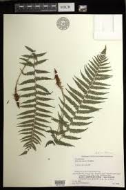 Image result for Athyrium annae