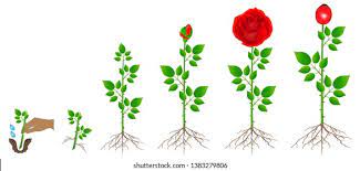 We did not find results for: Drawing Flower Growth Stages Novocom Top