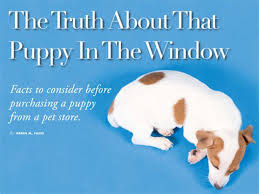Maybe you would like to learn more about one of these? The Truth About That Puppy In The Window Nj Com