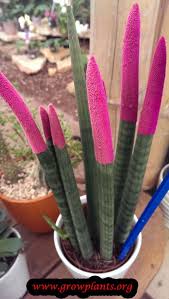 Image result for Sansevieria cylindrica