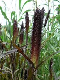 Image result for Cenchrus trachyphyllus