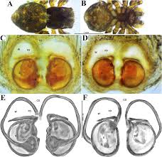 Image result for Disperis sp. nov. aff. bifida