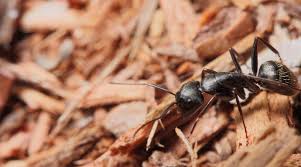 Learn how to identify and get rid of a variety of different ants here. Carpenter Ants Vs Termites How To Tell The Difference Bozarjian Pest Control