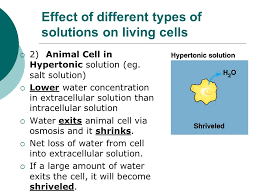 The shrunken cell membrane pulls on the plasmodesmata making the cell wall pinch inward at the points of. Diffusion And Osmosis Ppt Video Online Download